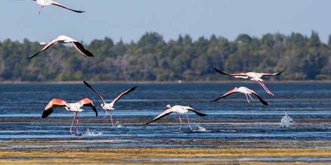 Flamingot pushtojnë Lagunën e Nartës në Vlorë