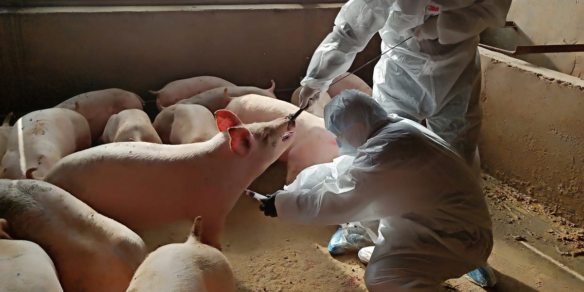  Një virus i ri i derrave kinezë, kandidat për pandemi