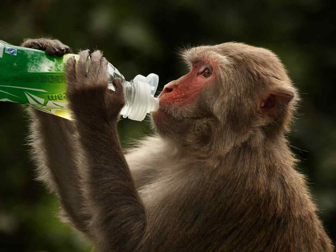 Vaksina anti-COVID po funksionon te majmunët – I pastron shpejt nga infeksioni