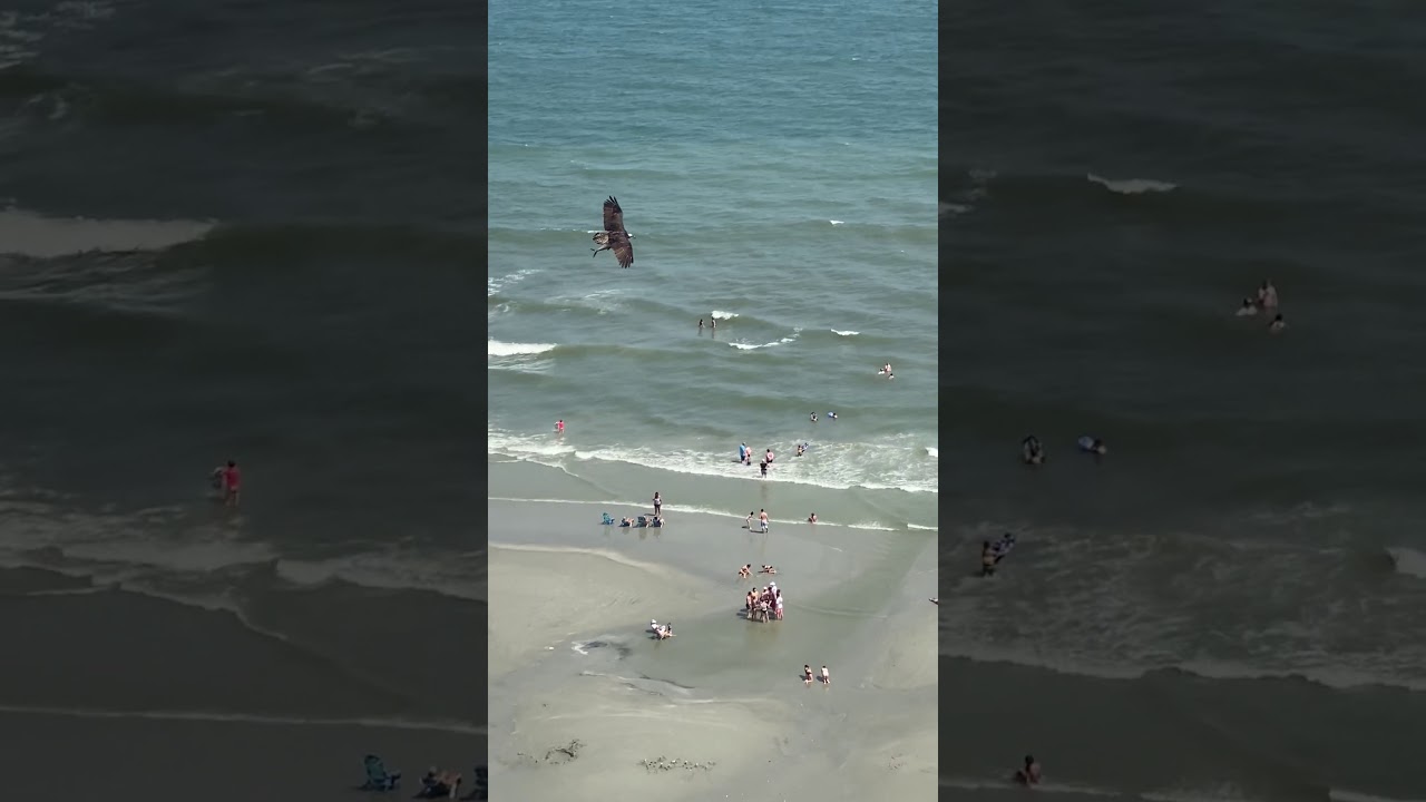  Pamje që nuk shihet shpesh: Shqiponja rrëmben peshkaqenin? (VIDEO)