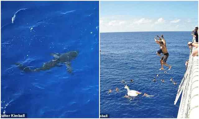  Laheshin në det, roja bregdetare shpëton për mrekulli 40 pushuesit nga peshkaqeni (FOTO)