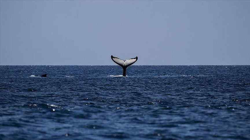  Australi, ngordhin 380 balena të bllokuara në brigje