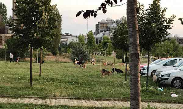  Çdo 3 ditë nga një sulm qensh në Prishtinë