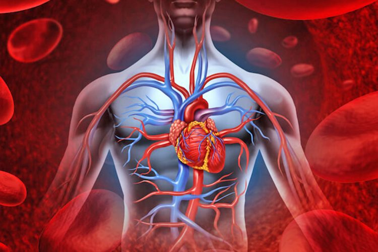  Dëmet që i shkakton kolesteroli i lartë zemrës dhe trurit, kujdesi që ju duhet