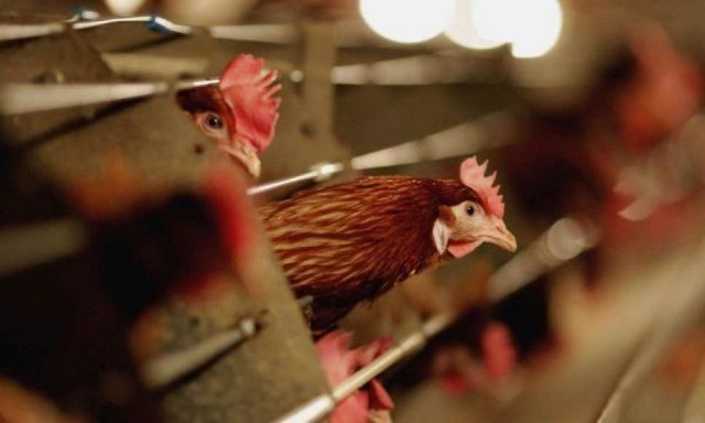  Gripi i shpendëve në Kosovë/ Asgjësohen rreth 10 ferma të pulave