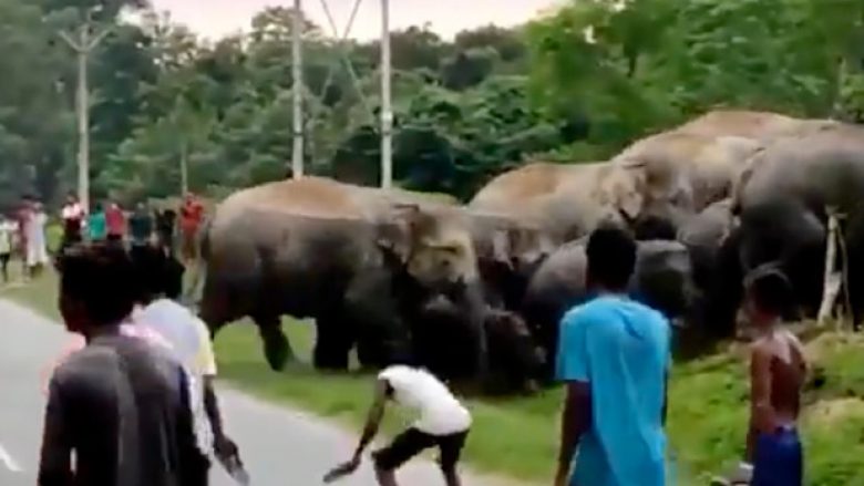 Momenti kur një burrë shtypet për vdekje nga elefanti në Indi
