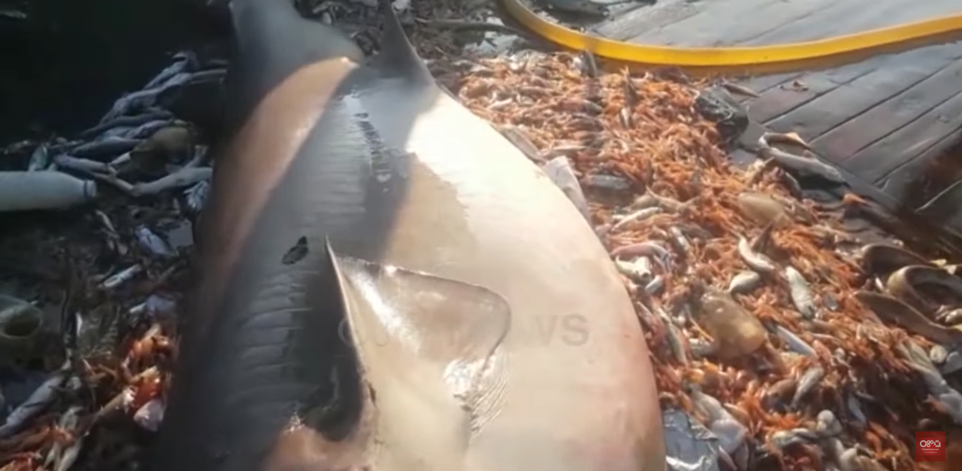  Video/ Kapet peshkaqeni me 6,5 metrash në Durrës, kapiteni i anijes: I pesti, por ky më i rrezikshmi