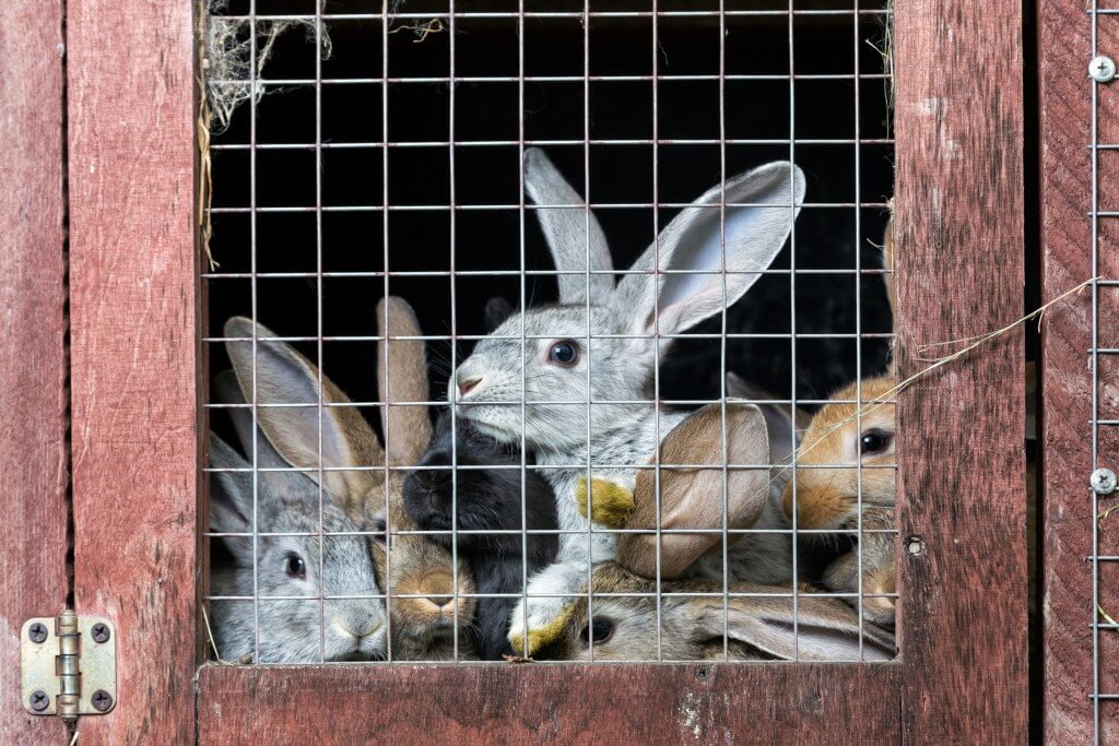  Komisioni Evropian synon ndalimin me ligj të mbajtjes së kafshëve në kafazë