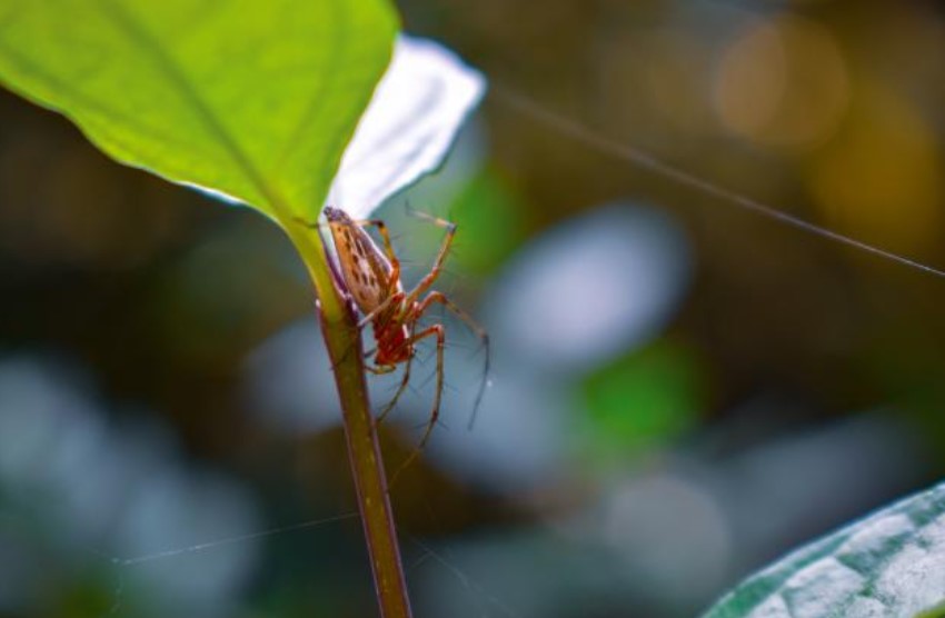 Studimi: Helmi i merimangës riparon dëmet që i shkakton zemrës një sulm kardiak