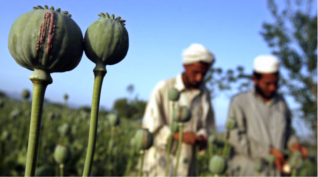  Opiumi, dilemat e Perëndimit në Afganistan