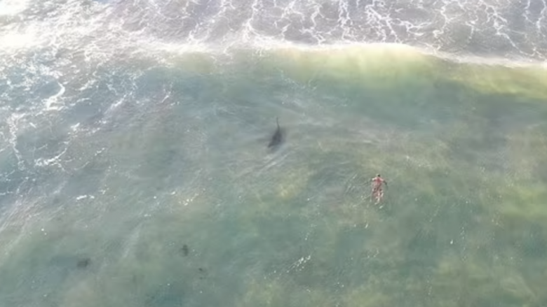  VIDEO/ Noton dhe përballë peshkaqenit