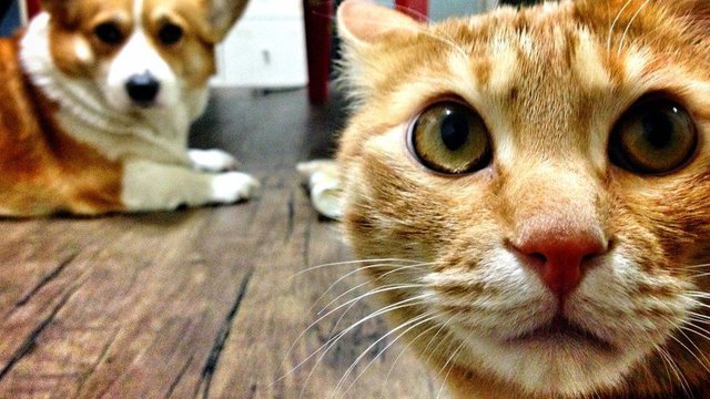  Besoni apo jo: Macet shpallen zjarrëvënëset kryesore të shtëpive në këtë shtet