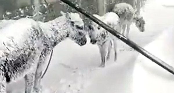  VIDEO/ Pamje të trishta, kafshët e ngrira nga acari
