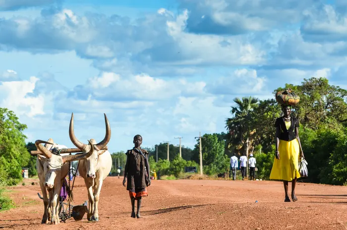  Në Sudanin e Jugut vajzat shiten në këmbim të lopëve