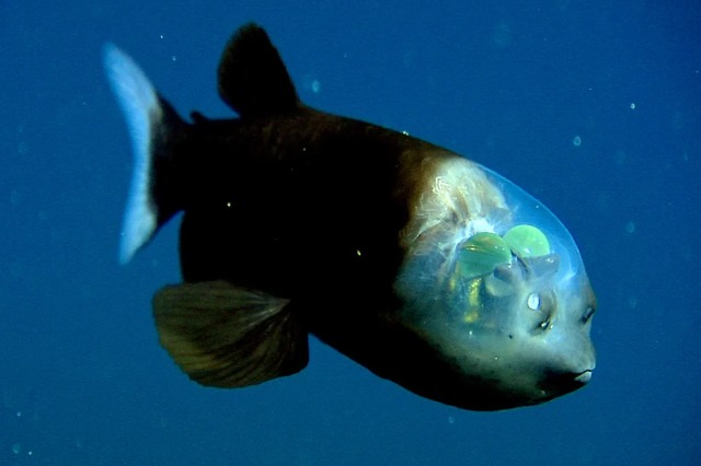  VIDEO/ Zbulohet peshku i jashtëzakonshëm me kokë transparente