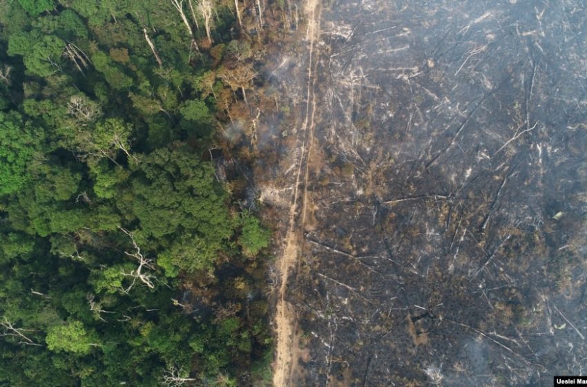  Shpyllëzimi i Amazonës arrin në nivele rekord