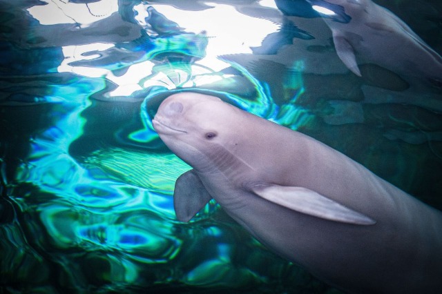  Kina ‘humb’ delfinin e lumit Yangtze, ndryshimet klimatike po rrezikojnë dhe speciet e tjera të rralla