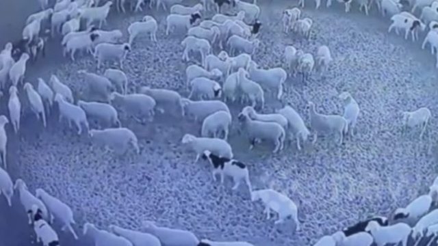  TMERRUAN botën/ Misteri i deleve që lëviznin në rreth për 12 ditë, VIDEO