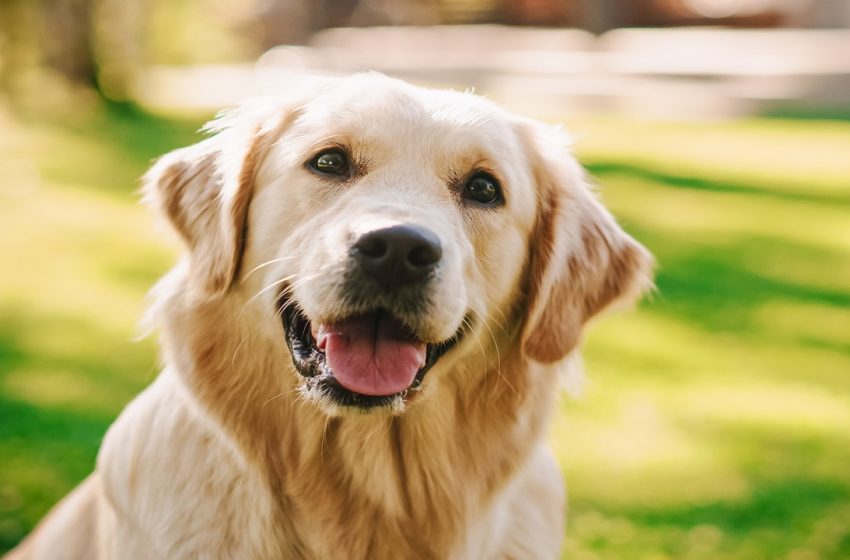  Labrador Retrievers ‘bie nga froni’, ja kush është raca më e preferuar e qenve 