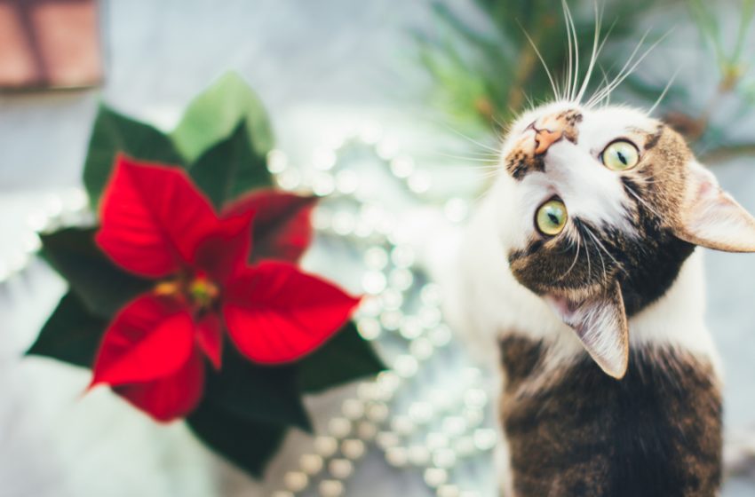  A janë Poinsettias helmuese: Cilat bimë janë toksike për macet?