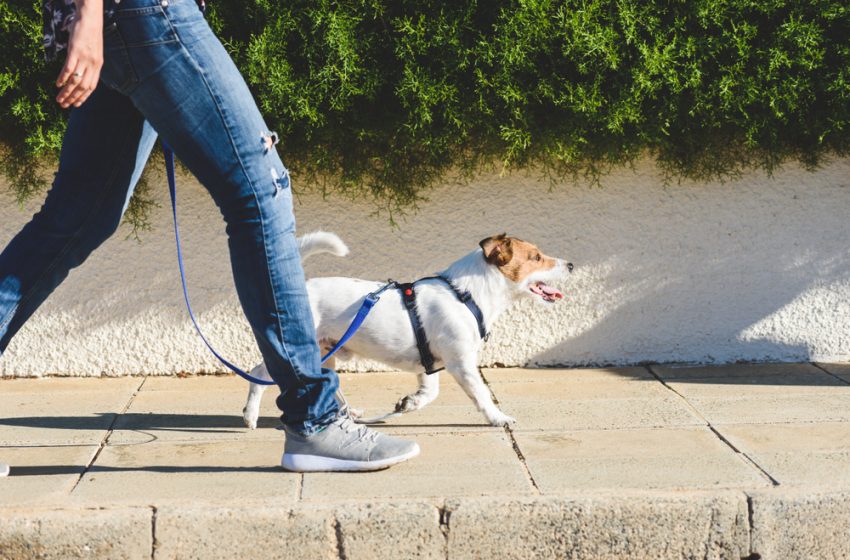  Pse ecja mund të jetë një nga ushtrimet më të mira për shëndetin