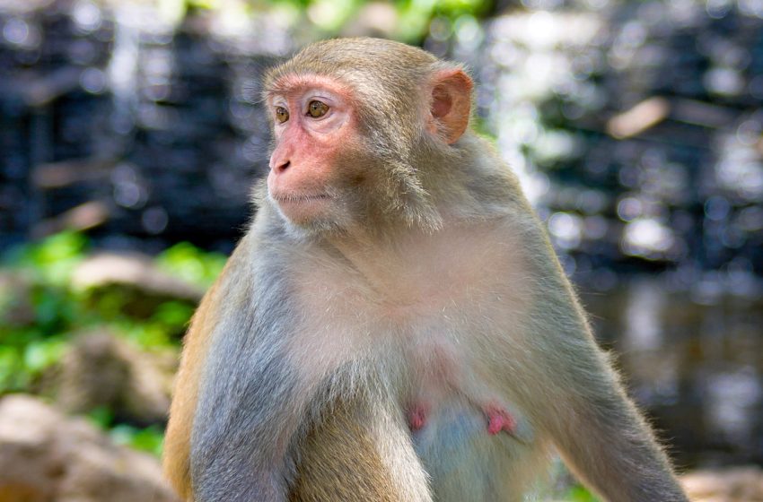  Studimi i majmunëve zbulon 91 ndryshime në pothuajse çdo organ të trupit gjatë shtatzënisë: ScienceAlert