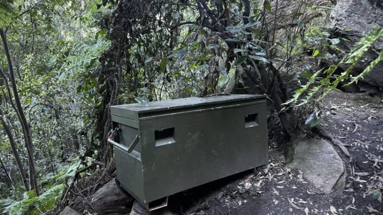  Gjendet kutia e gjelbër në pyll – mister çfarë ka brenda